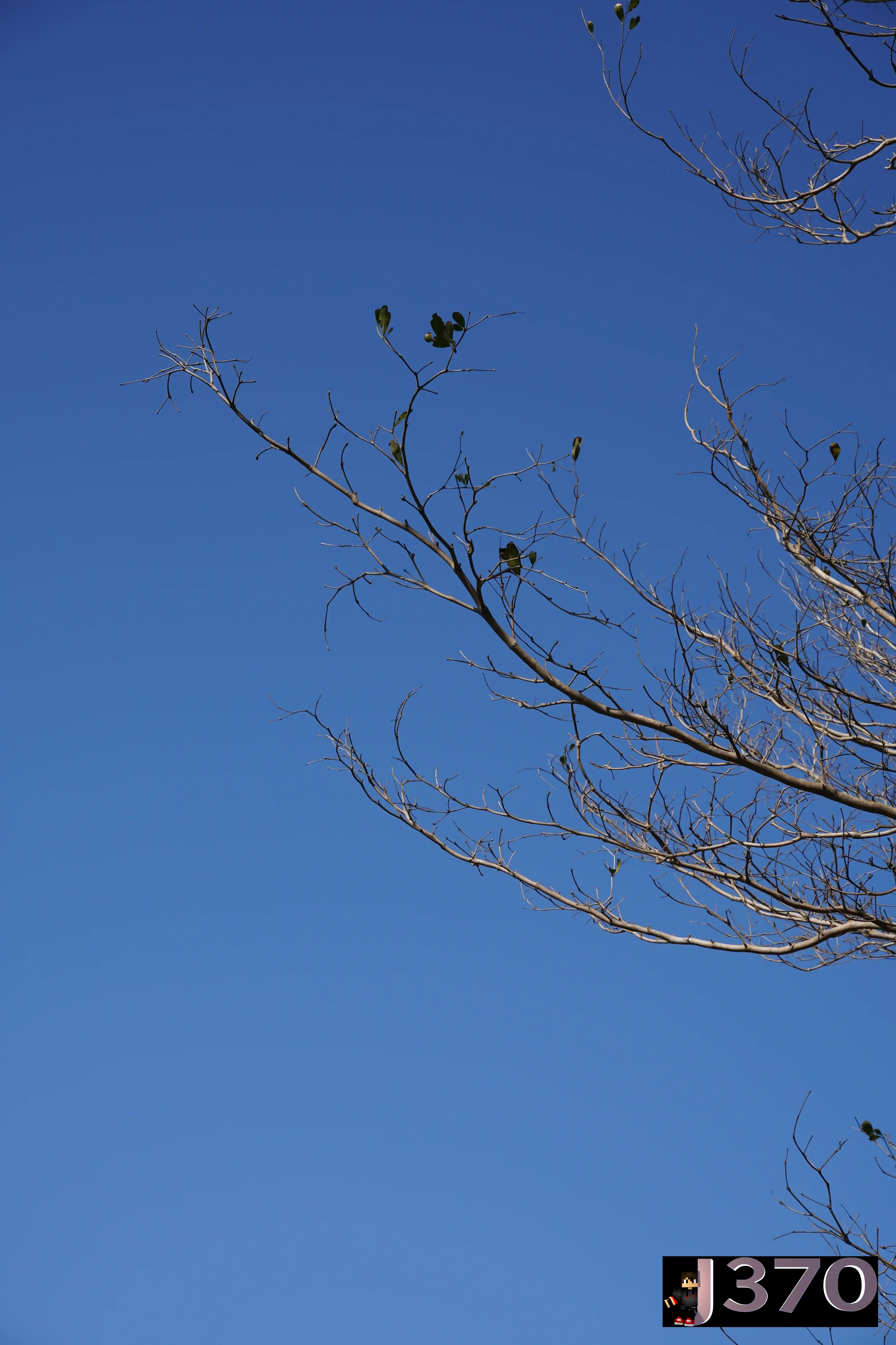 Tree brunch