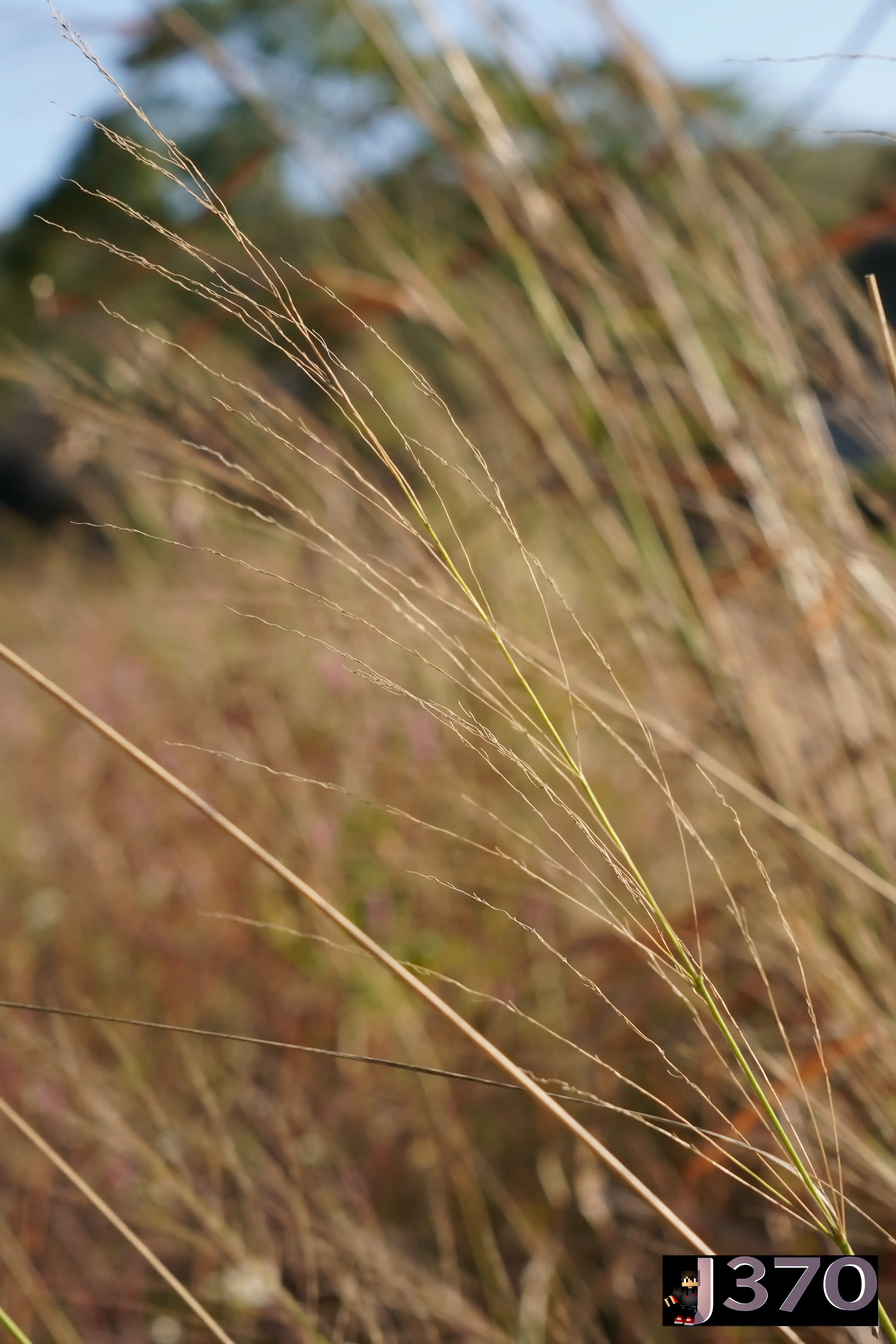 Plant swaying