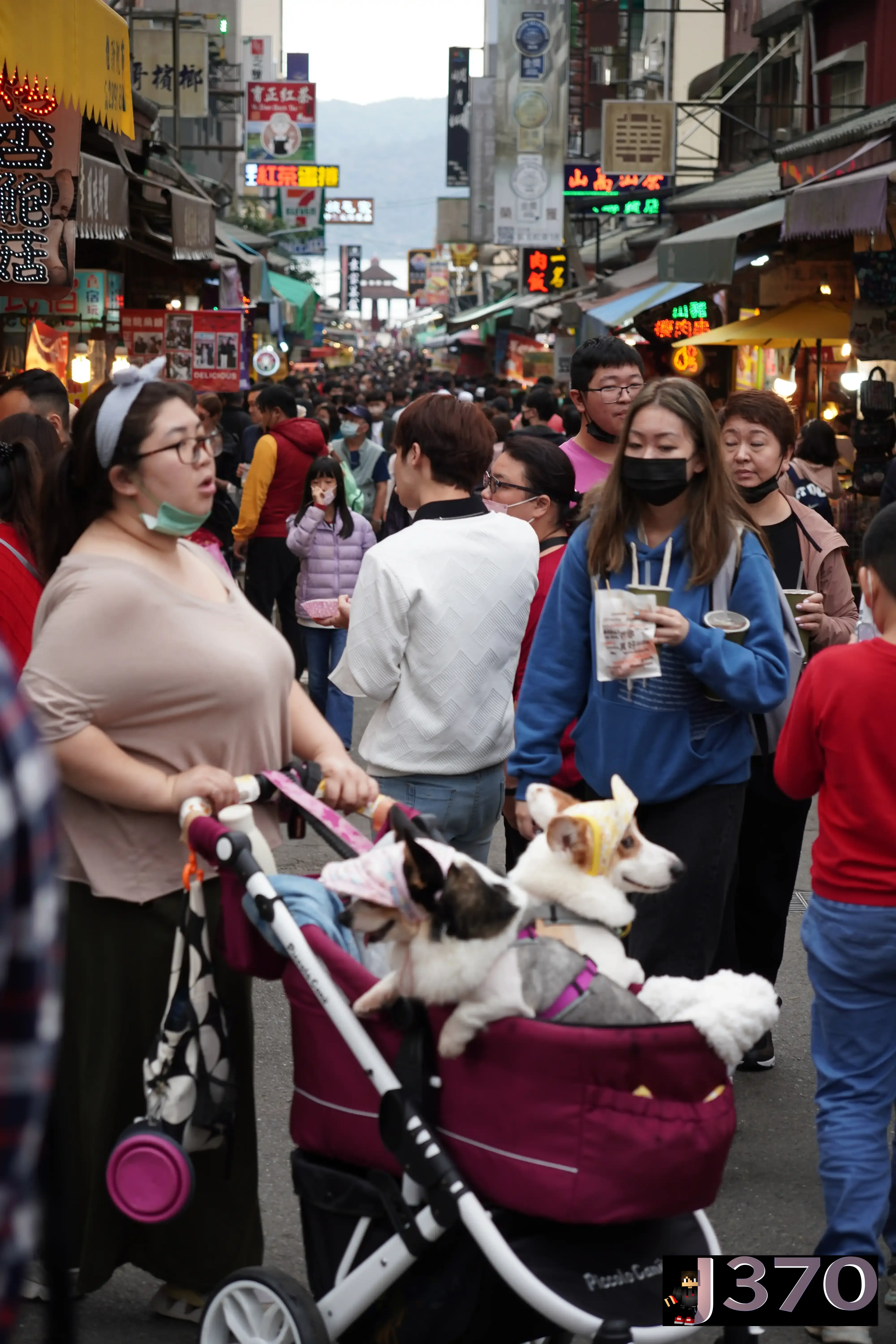 Dogs in a pram