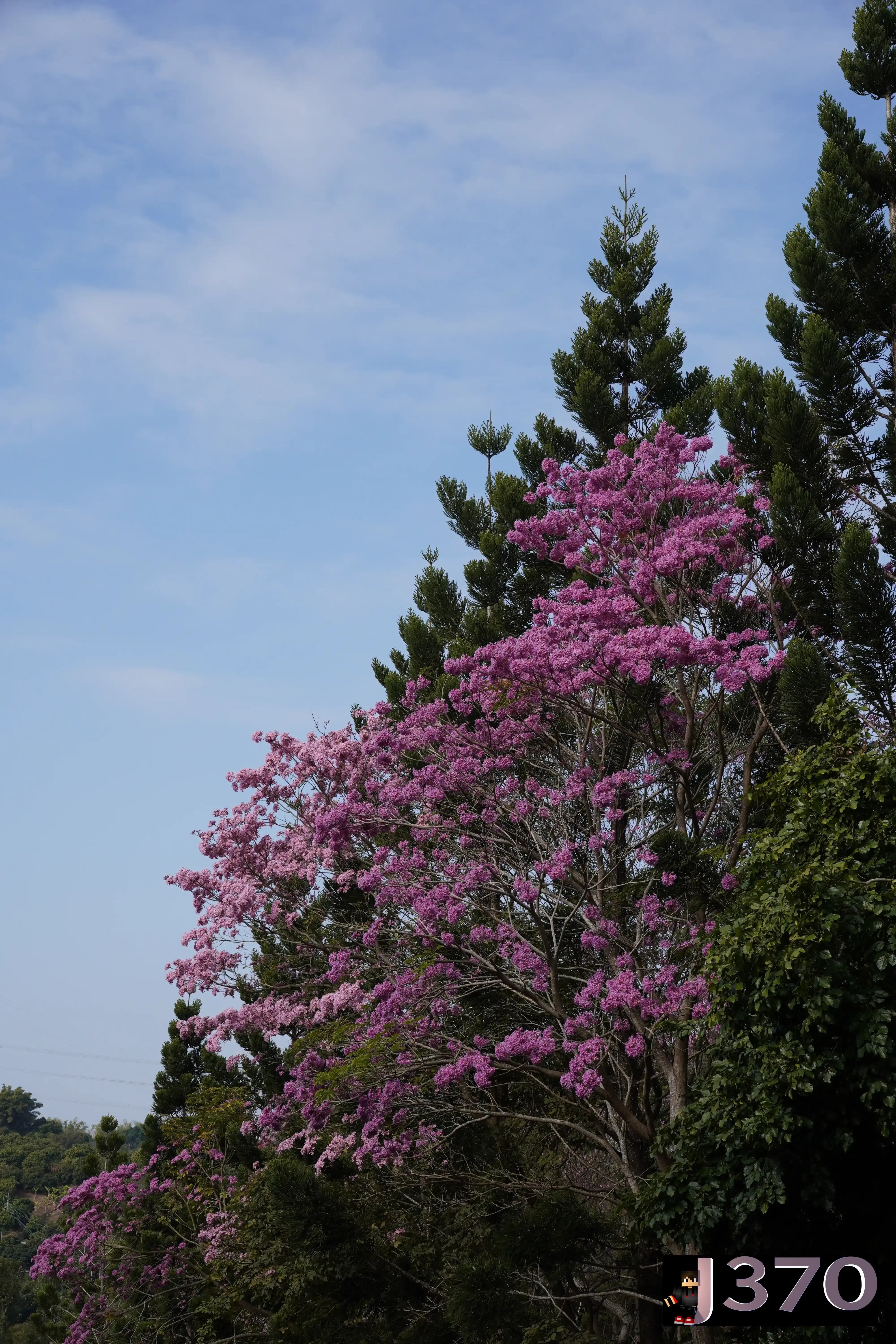 Cherry blossom