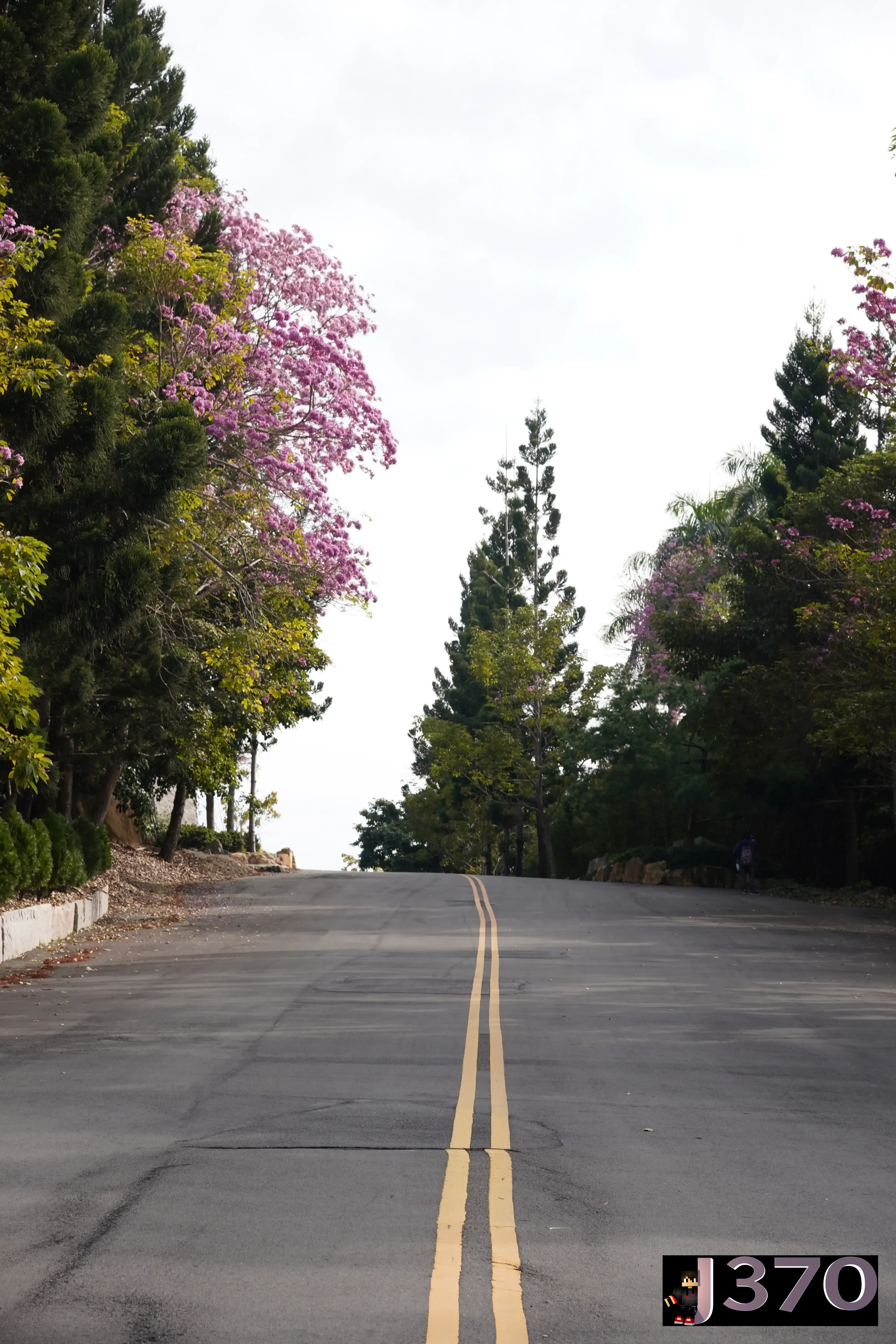 Road with blossom