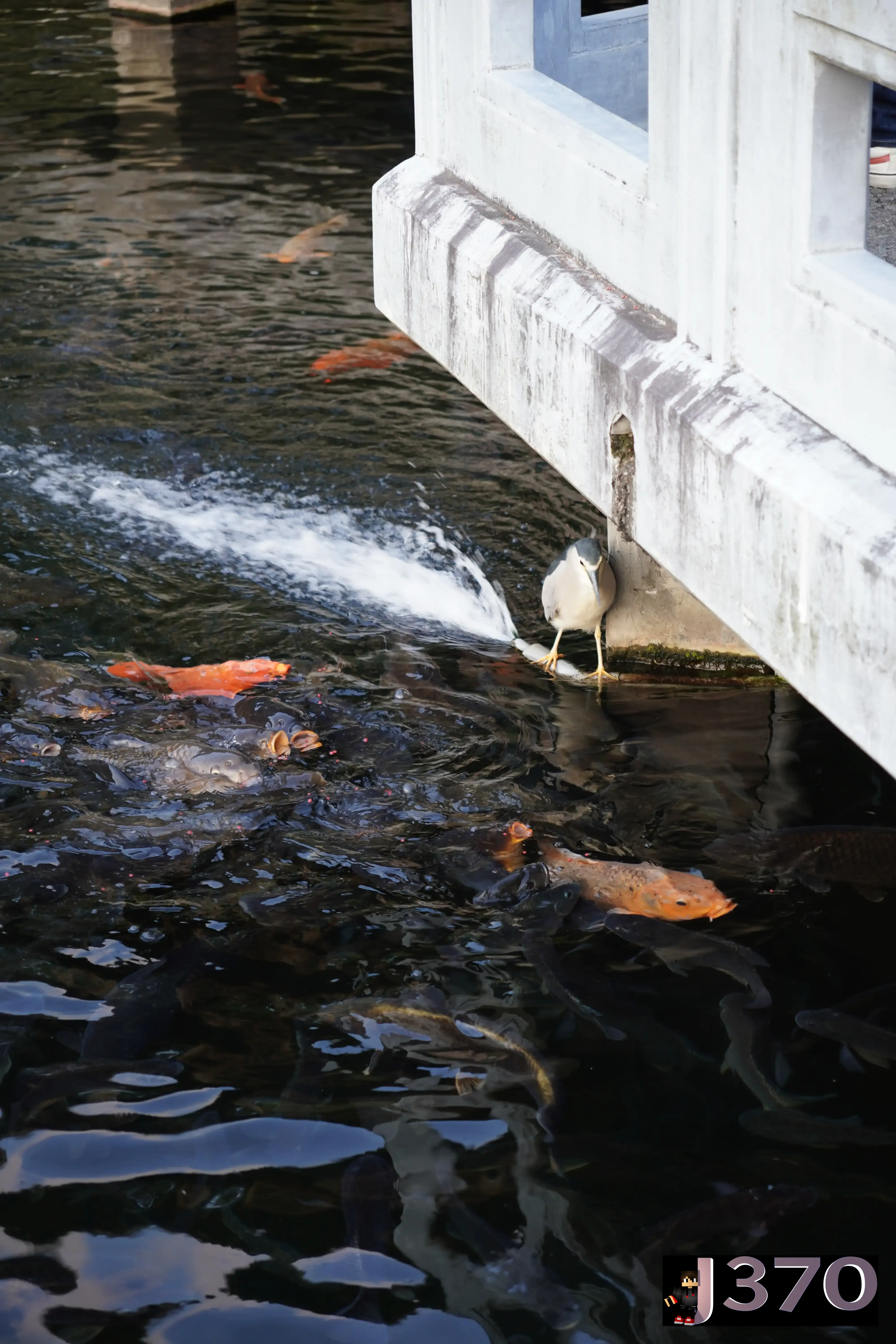 Bird fishing